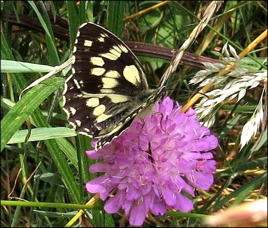 Melanargia galathea 2