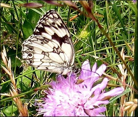 Melanargia galathea 3