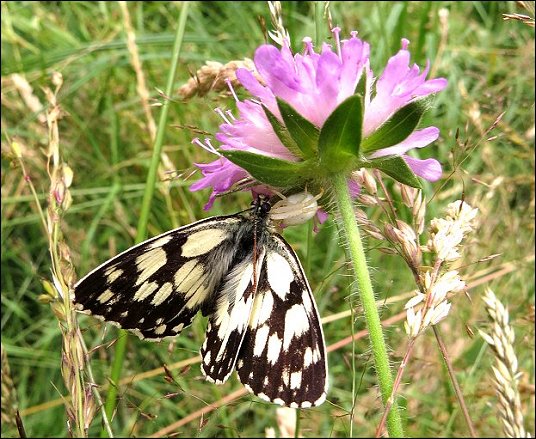 Melanargia galathea 4