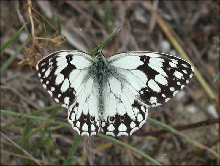 Melanargia lachesis 1