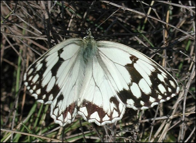 Melanargia lachesis 2