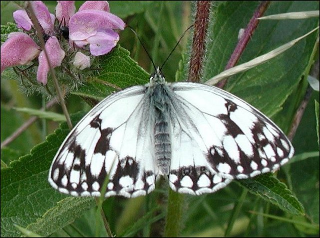 Melanargia lachesis 3