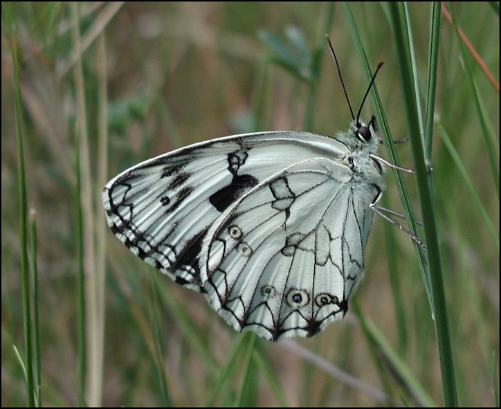 Melanargia lachesis 4