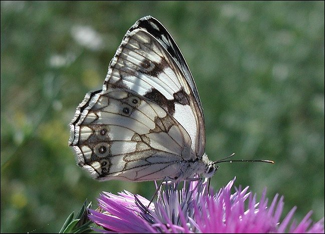 Melanargia lachesis 5