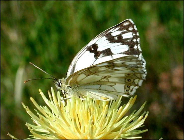 Melanargia lachesis 6