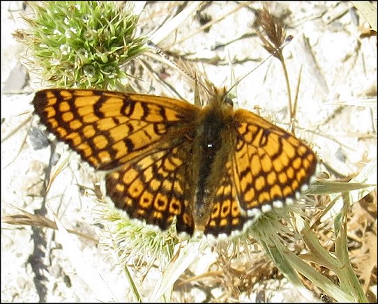 Melitaea cinxia 1