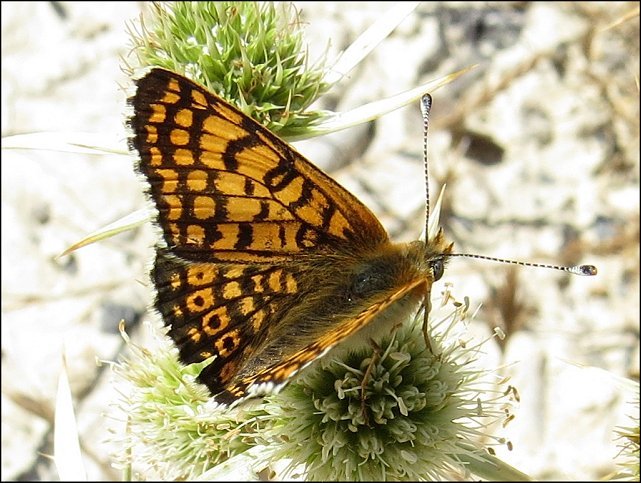 Melitaea cinxia 2