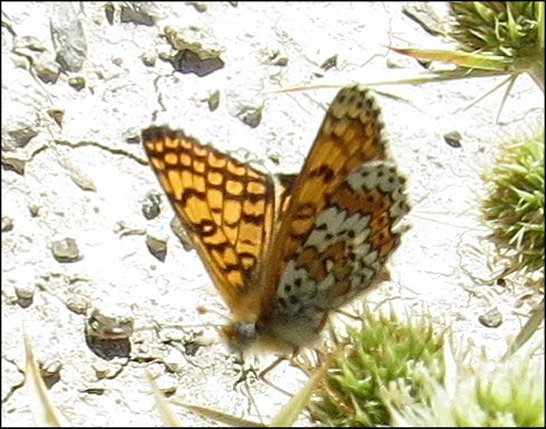 Melitaea cinxia 3