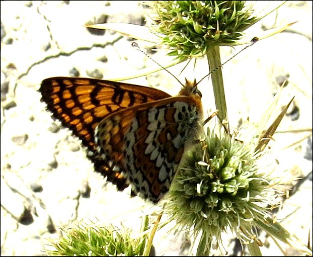 Melitaea cinxia 4
