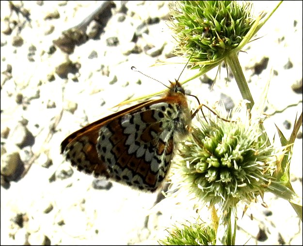 Melitaea cinxia 5