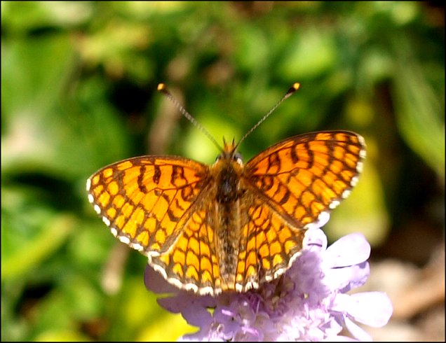 Melitaea cinxia 6