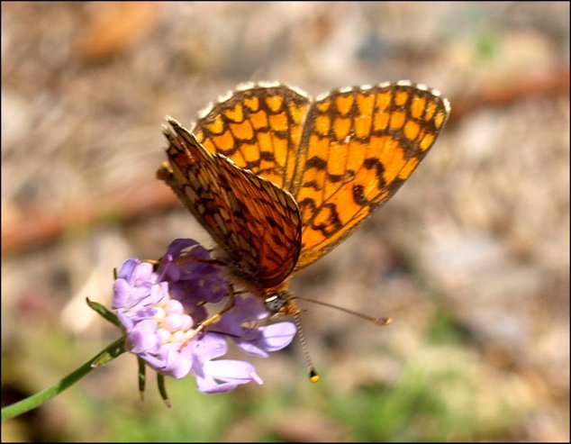 Melitaea cinxia 7