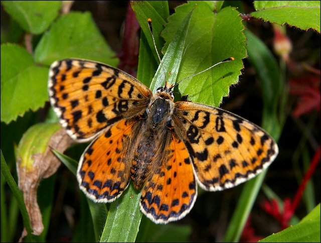Melitaea didyma 1