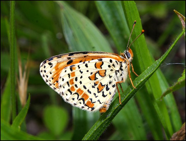 Melitaea didyma 2