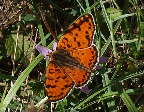 Melitaea didyma 3