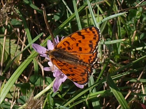Melitaea didyma 4