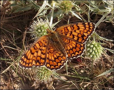 Melitaea phoebe 1