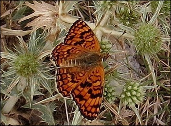 Melitaea phoebe 4