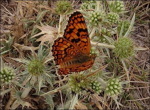 Melitaea phoebe 5