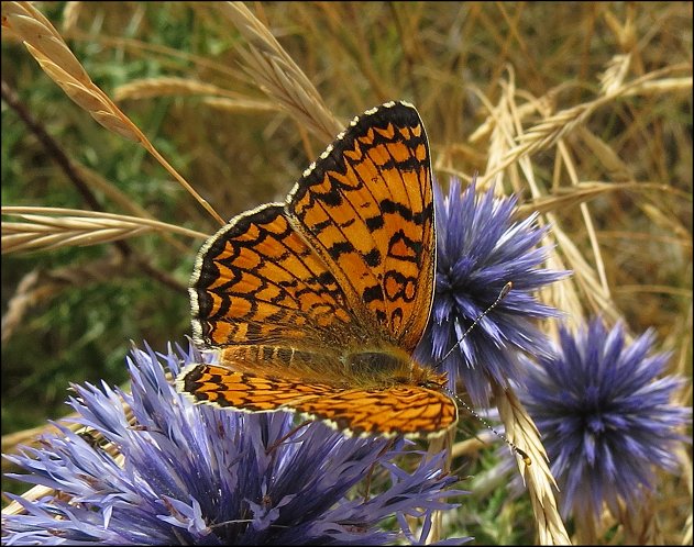 Melitaea phoebe 6