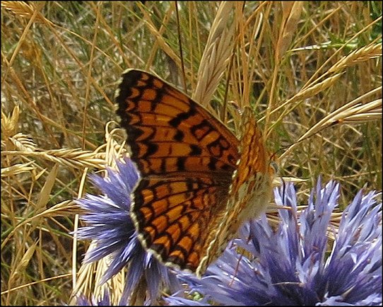 Melitaea phoebe 7