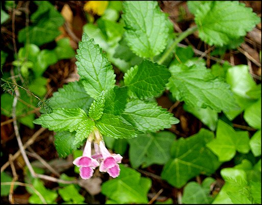 Melittis melissophyllum 1