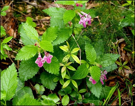 Melittis melissophyllum 2