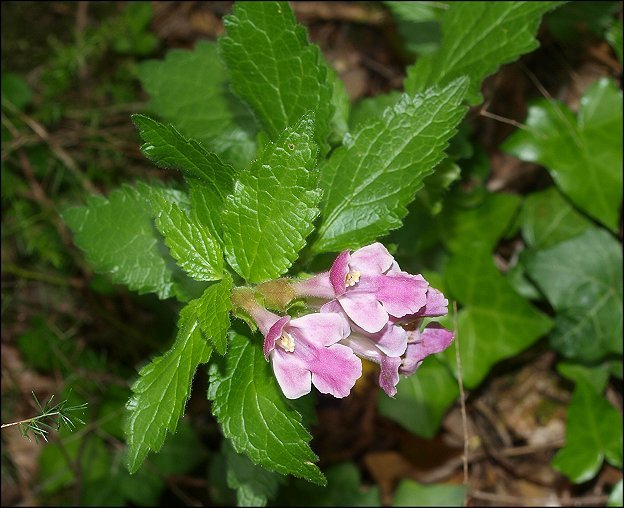 Melittis melissophyllum 3