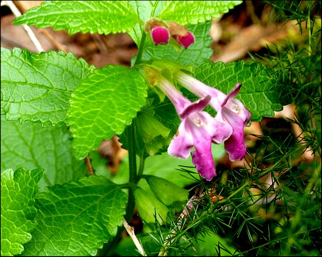 Melittis melissophyllum 4
