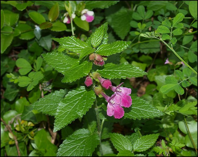 Melittis melissophyllum