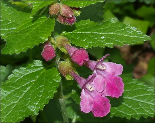 Melittis melissophyllum 7