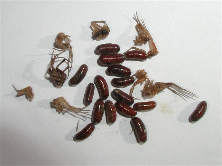 Melittobia 1