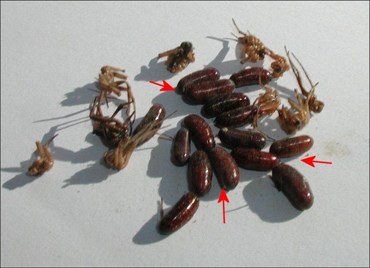 Melittobia 2