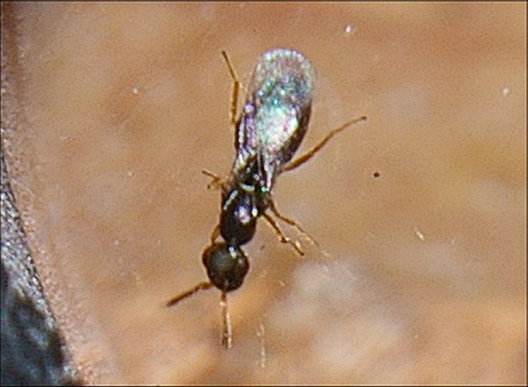 Melittobia 3