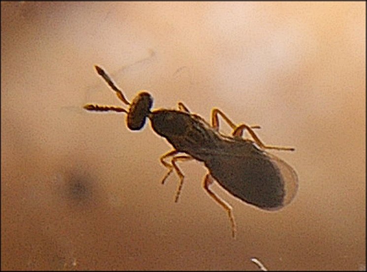 Melittobia 4