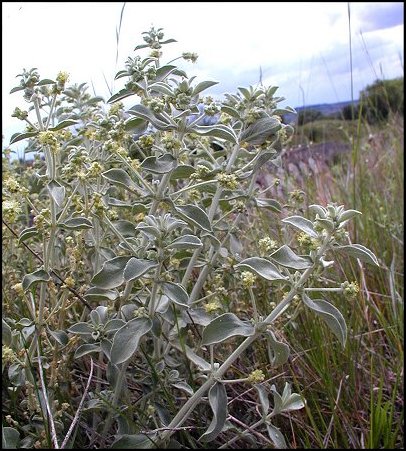 Mercuriale