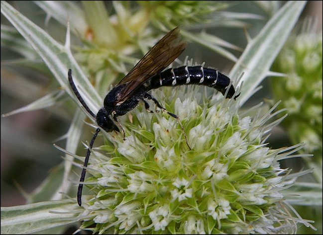 Meria tripunctata 1