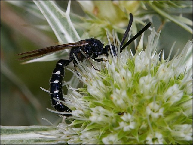 Meria tripunctata 2