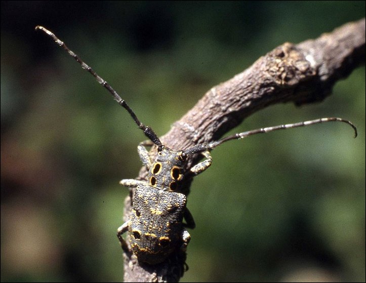 Mesosa curculionoides