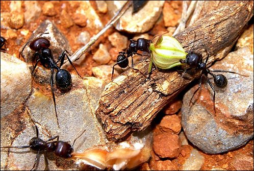 Messor barbarus 1