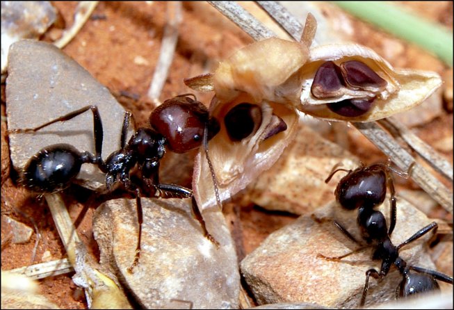 Messor barbarus 2