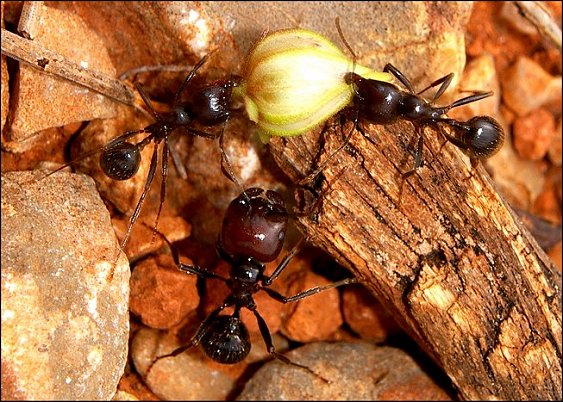 Messor barbarus 3