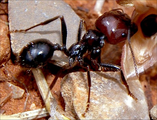 Messor barbarus 4
