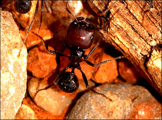 Messor barbarus 5