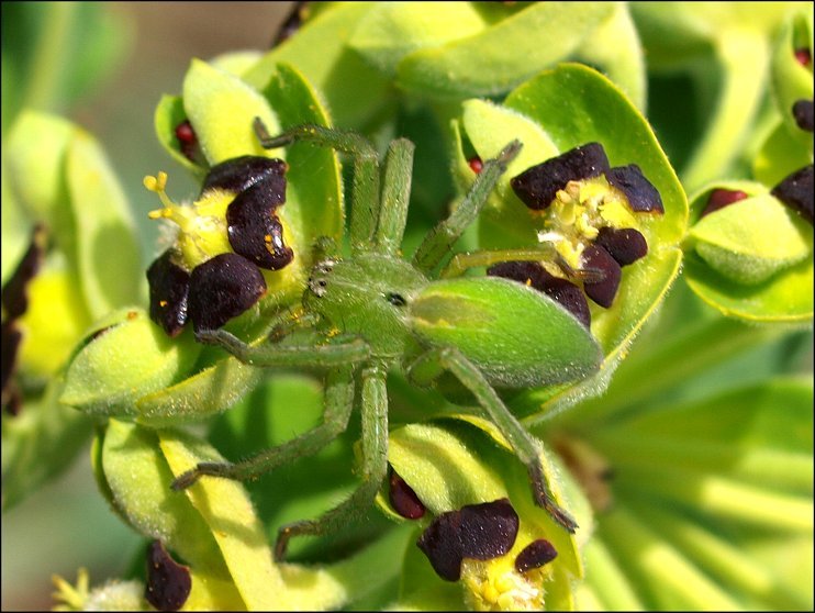Micrommata 1