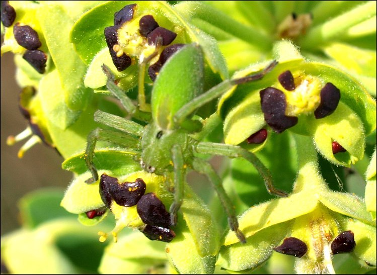 Micrommata 3