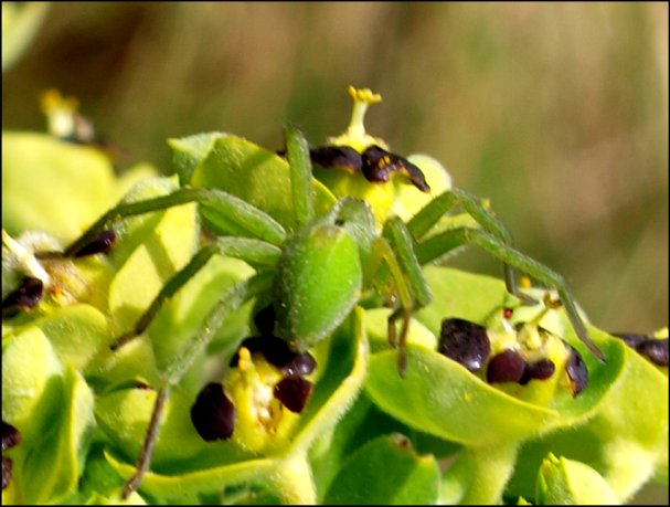 Micrommata 4