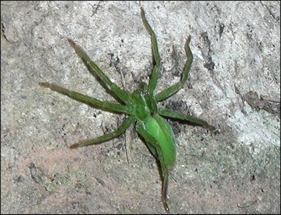 Micrommata 5