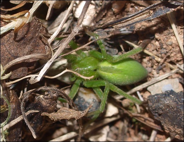 Micrommata 6