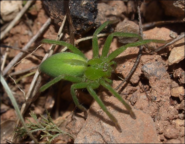 Micrommata 7